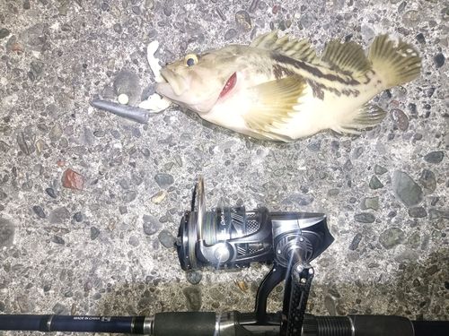 シマゾイの釣果