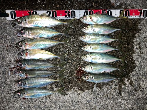 マアジの釣果
