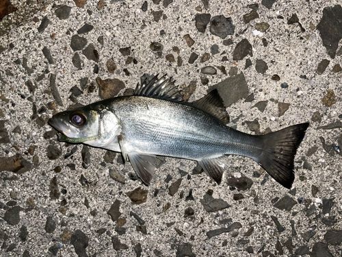 セイゴ（ヒラスズキ）の釣果