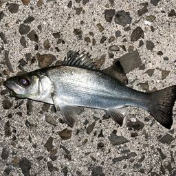 セイゴ（ヒラスズキ）