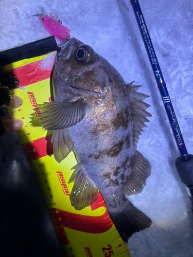 シロメバルの釣果