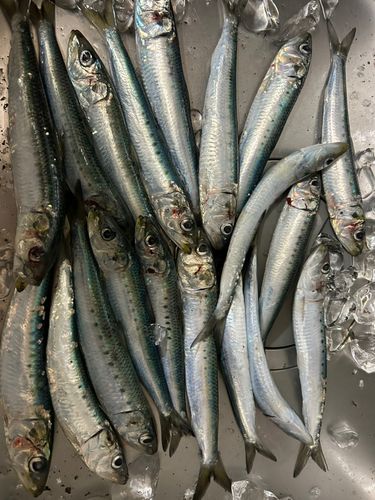 イワシの釣果