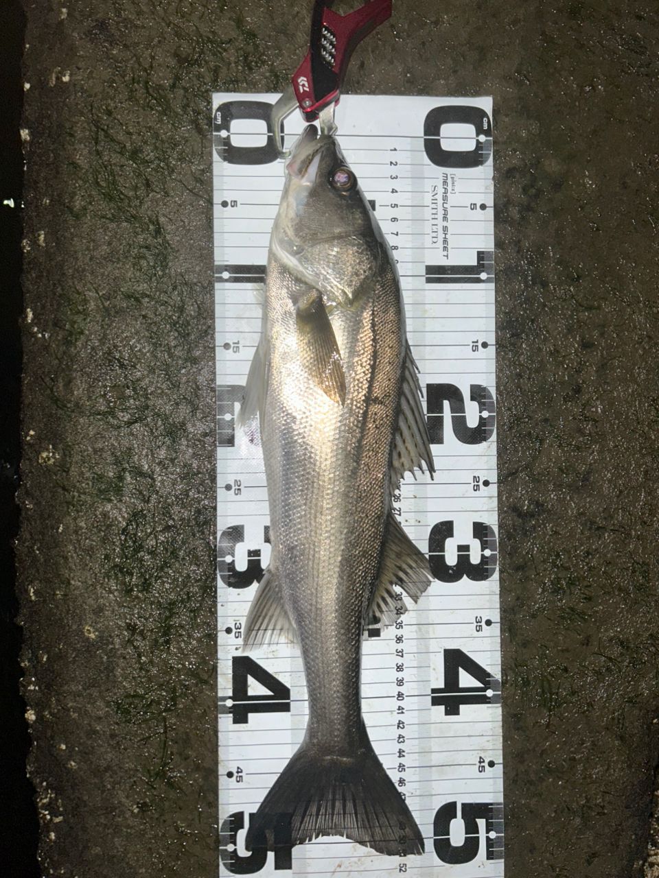 SHIMANO 19ヴァンキッシュ C5000XGの最安値・インプレ・釣果 | 本音の