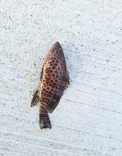 オオモンハタの釣果