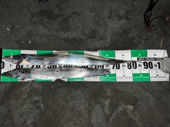 タチウオの釣果