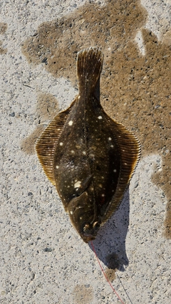 カレイの釣果