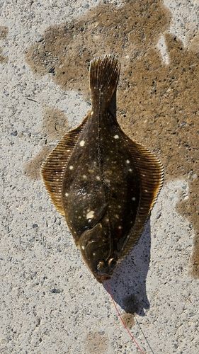 カレイの釣果