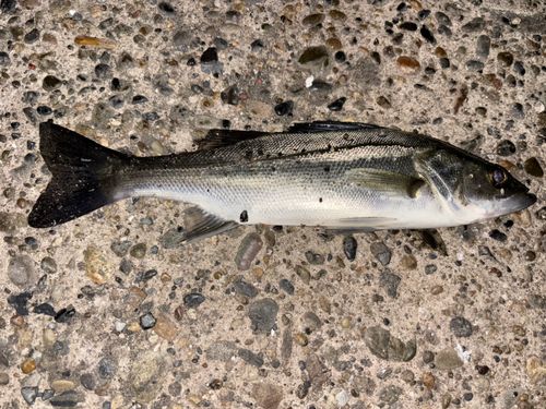 セイゴ（マルスズキ）の釣果