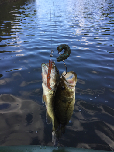 ブラックバスの釣果