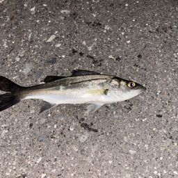 セイゴ（マルスズキ）