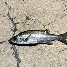 セイゴ（マルスズキ）