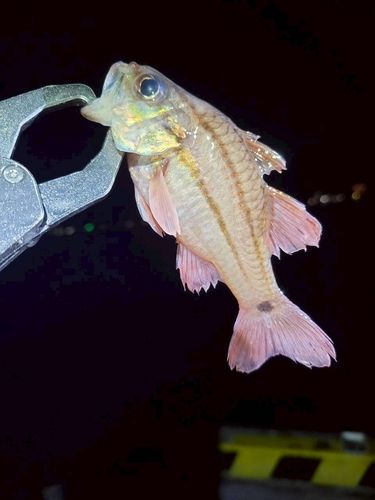 ネンブツダイの釣果