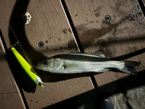 シーバスの釣果