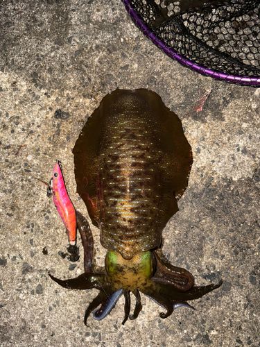 アオリイカの釣果