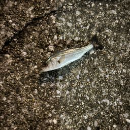 セイゴ（ヒラスズキ）