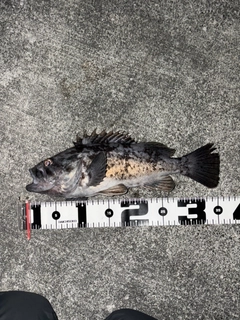 クロソイの釣果