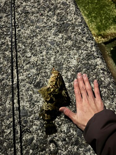 タケノコメバルの釣果