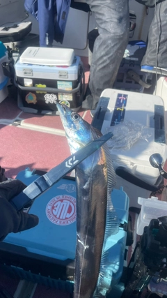 タチウオの釣果
