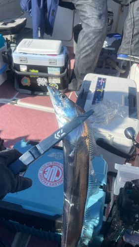 タチウオの釣果