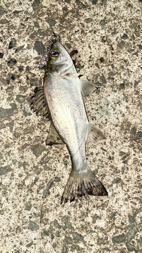 セイゴ（ヒラスズキ）の釣果