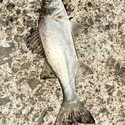 セイゴ（ヒラスズキ）