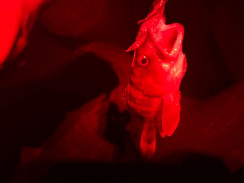 アカハタの釣果