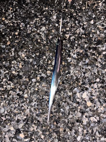 タチウオの釣果