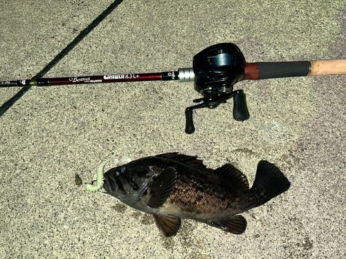 クロソイの釣果