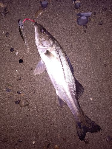 セイゴ（マルスズキ）の釣果