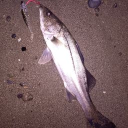 セイゴ（マルスズキ）