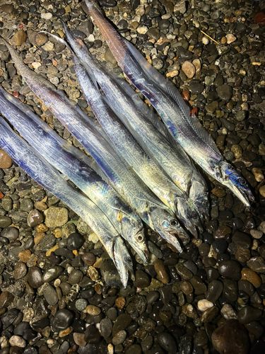 タチウオの釣果