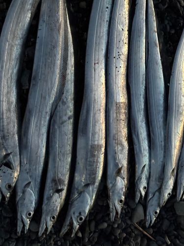 タチウオの釣果