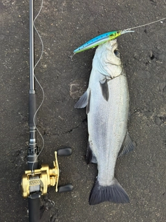 ヒラスズキの釣果