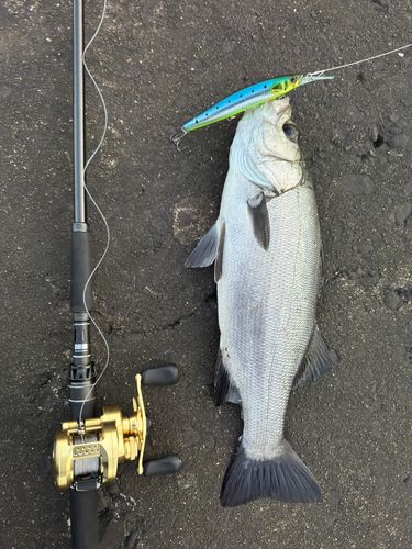 ヒラスズキの釣果