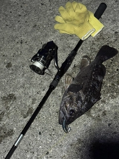 クロソイの釣果