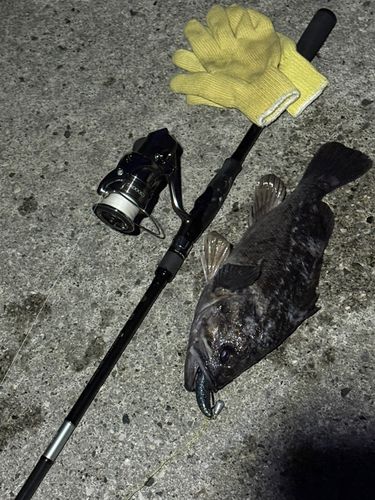 クロソイの釣果