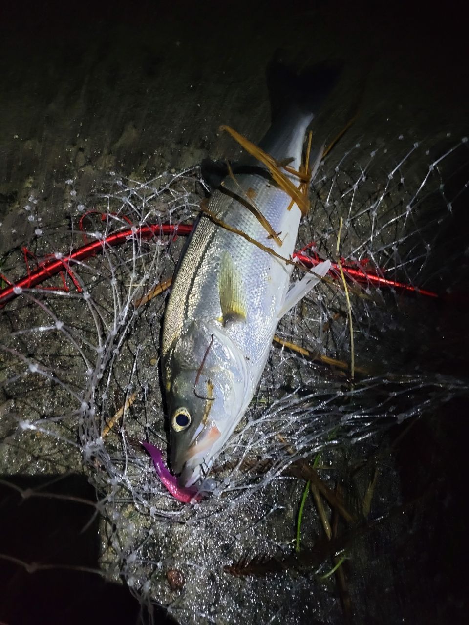 TENRYU スワット SW972S-MLの最安値・インプレ・釣果 | 本音の口コミが