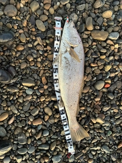 オオニベの釣果