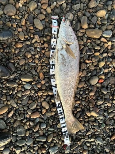 オオニベの釣果