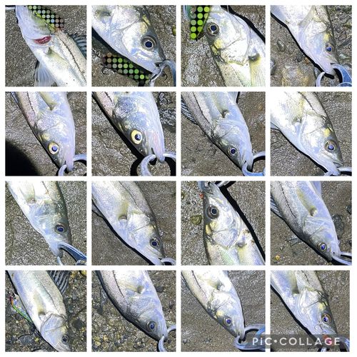 シーバスの釣果