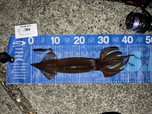 ヤリイカの釣果