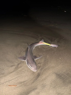 ホシザメの釣果