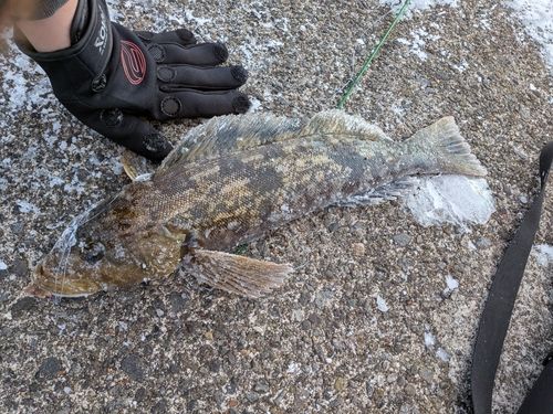 アイナメの釣果