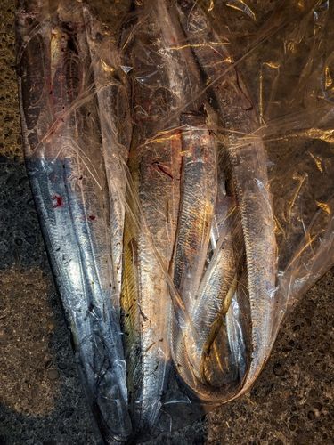 タチウオの釣果