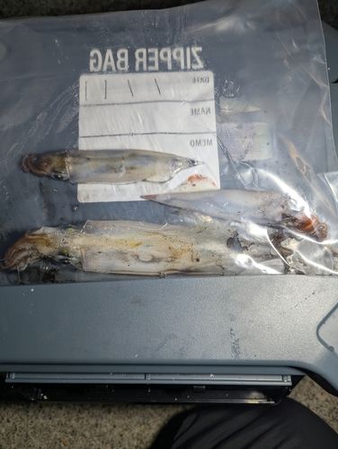 ヤリイカの釣果