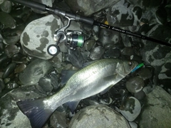 ヒラスズキの釣果