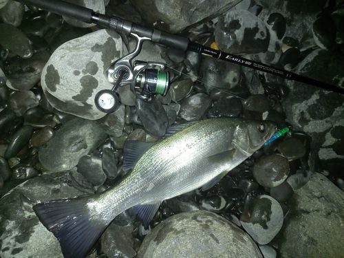 ヒラスズキの釣果