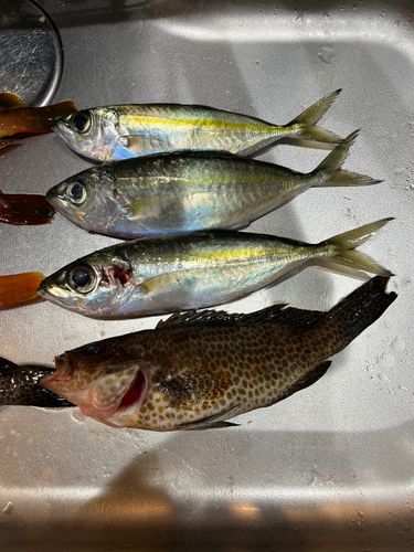 マアジの釣果
