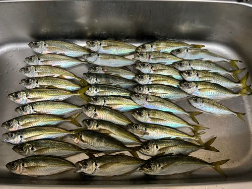 アジの釣果