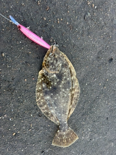 ヒラメの釣果